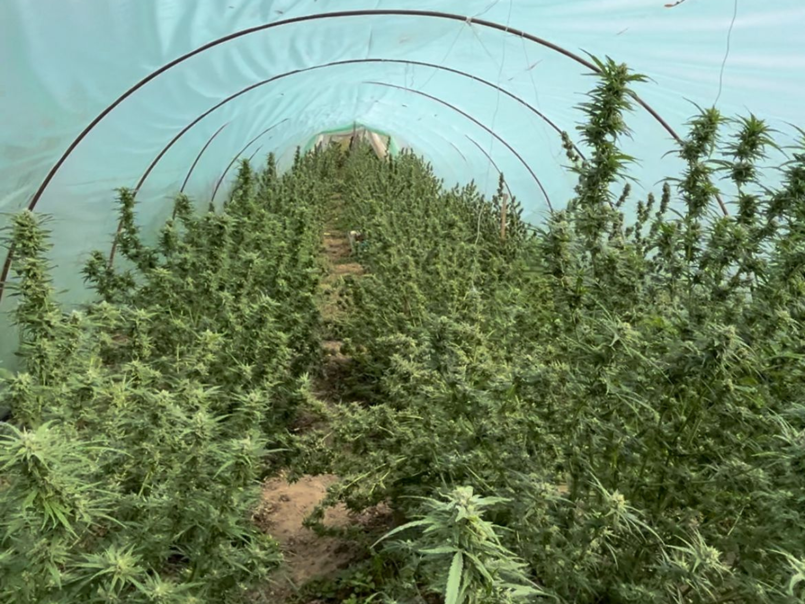 U četiri plastenika pronađeno 180 stabljiki kanabisa. Uhapšeni osumnjičeni